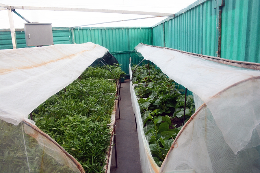 Rau ở Trường Sa khá đa dạng như rau cải, rau muống, đậu đũa, rau dền, rau đay, mồng tơi, mướp...